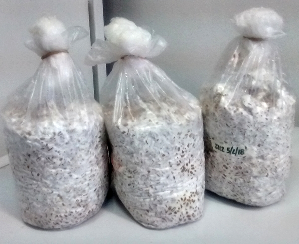 Producción de Hongos