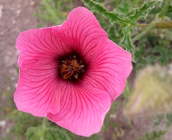 Plantas nativas en paisajismo sustentable y restauración